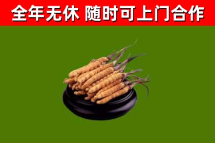 娄底烟酒回收冬虫夏草.jpg